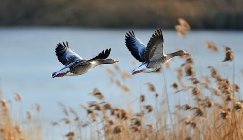 大雁北飞是什么季节