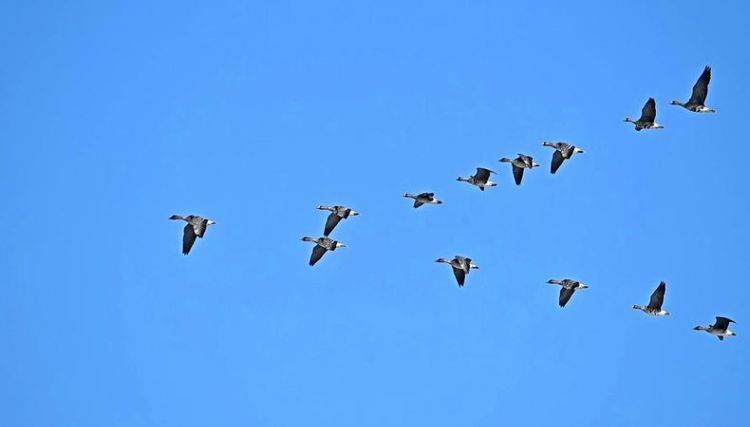 树叶落下大雁北飞都告诉我们冬天来了对吗