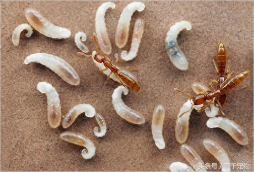 神秘的蚂蚁王国：子弹蚁可轻易捕食青蛙，行军蚁以数量取胜