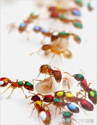 神秘的蚂蚁王国：子弹蚁可轻易捕食青蛙，行军蚁以数量取胜