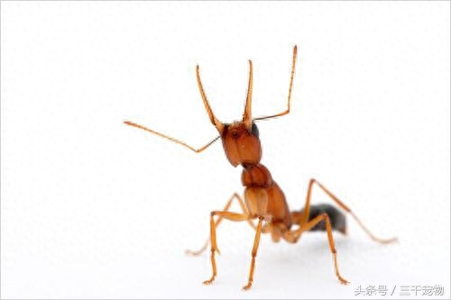 神秘的蚂蚁王国：子弹蚁可轻易捕食青蛙，行军蚁以数量取胜