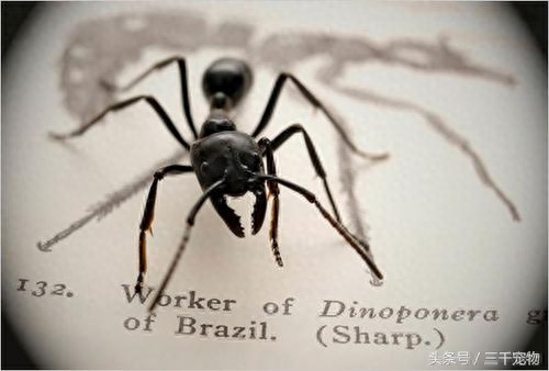 神秘的蚂蚁王国：子弹蚁可轻易捕食青蛙，行军蚁以数量取胜