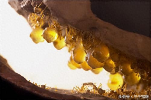 神秘的蚂蚁王国：子弹蚁可轻易捕食青蛙，行军蚁以数量取胜