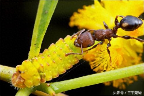 神秘的蚂蚁王国：子弹蚁可轻易捕食青蛙，行军蚁以数量取胜