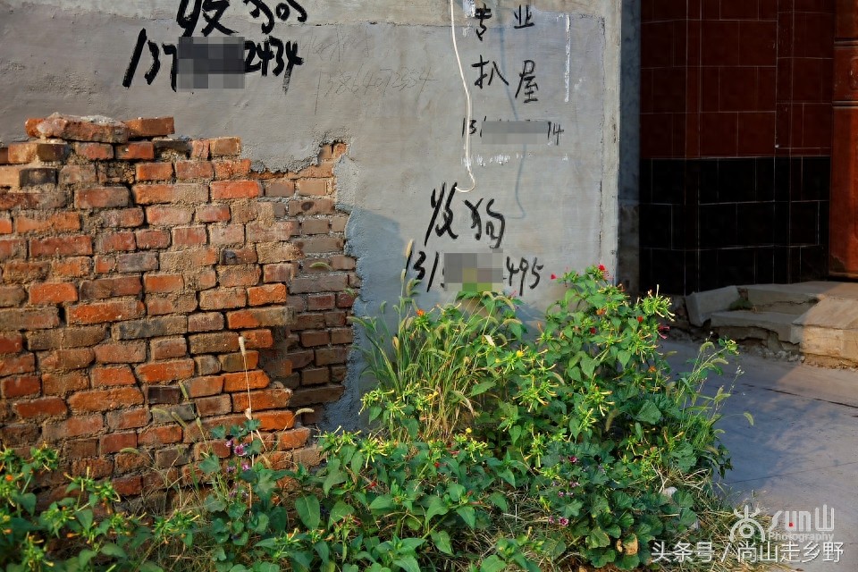 农村的“收狗”小广告，泛滥如城里“开锁”和“通下水道”！