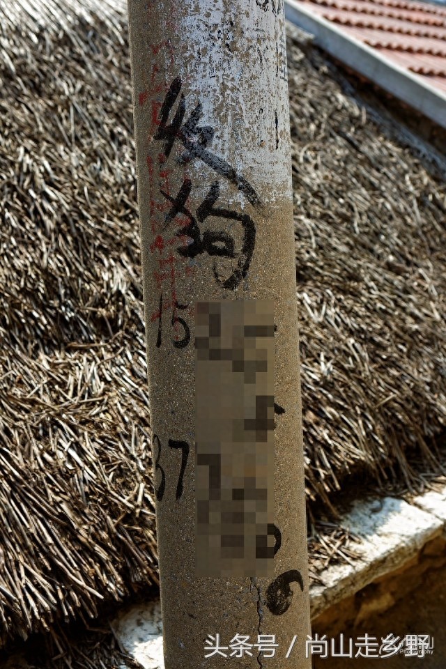 农村的“收狗”小广告，泛滥如城里“开锁”和“通下水道”！