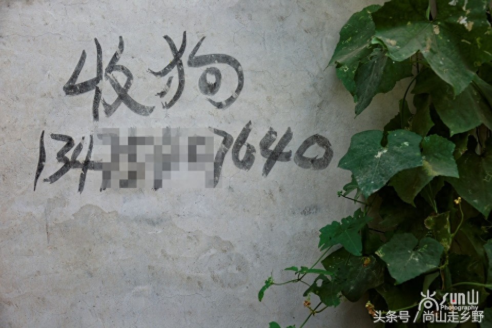 农村的“收狗”小广告，泛滥如城里“开锁”和“通下水道”！