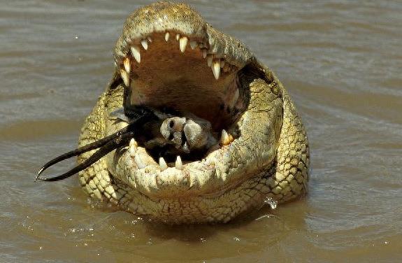 非洲大型爬行动物-尼罗鳄