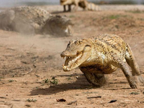 非洲大型爬行动物-尼罗鳄