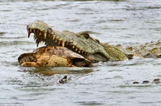 非洲大型爬行动物-尼罗鳄