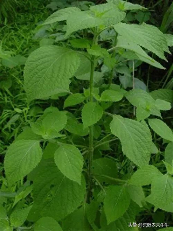 紫苏是什么植物(紫苏的形态特征)