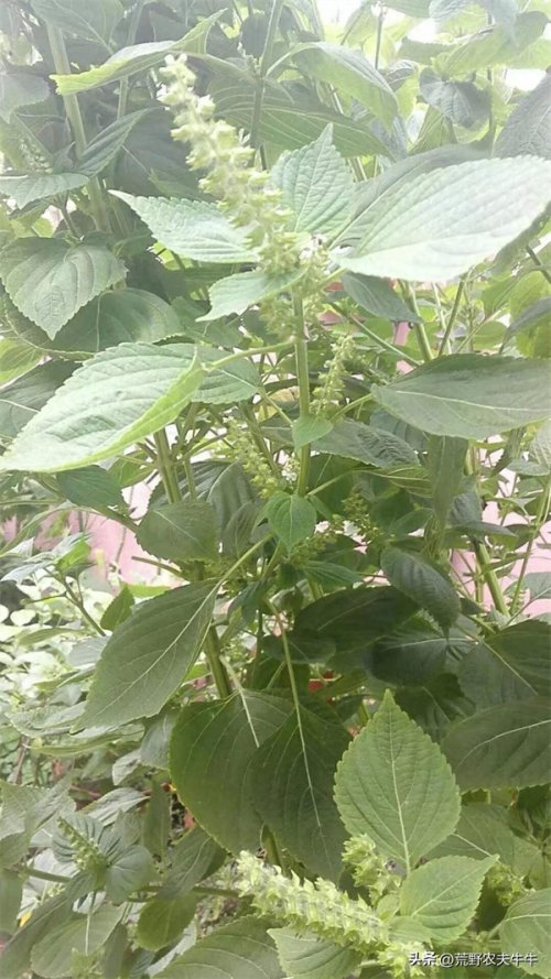 紫苏是什么植物(紫苏的形态特征)