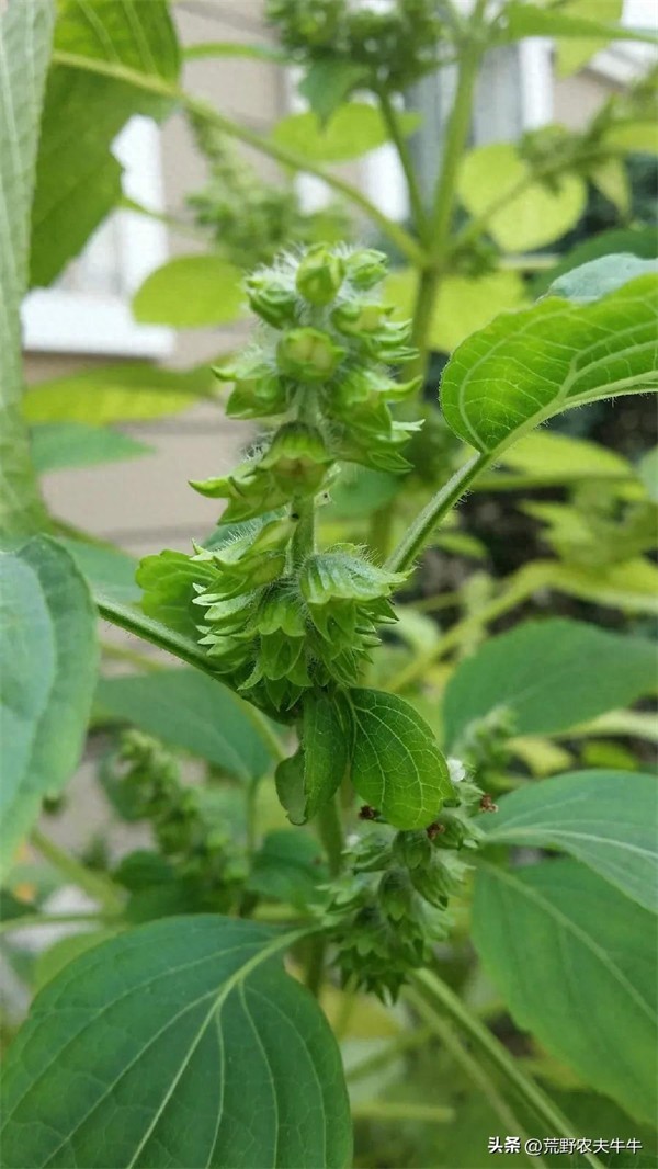 紫苏是什么植物(紫苏的形态特征)