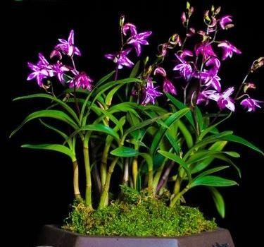 澳洲石斛的养殖方法和注意事项(澳洲香水石斛的养护技巧)