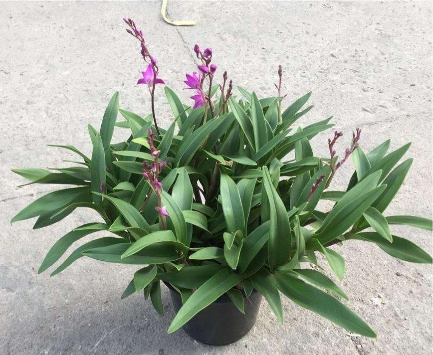 澳洲石斛的养殖方法和注意事项(澳洲香水石斛的养护技巧)