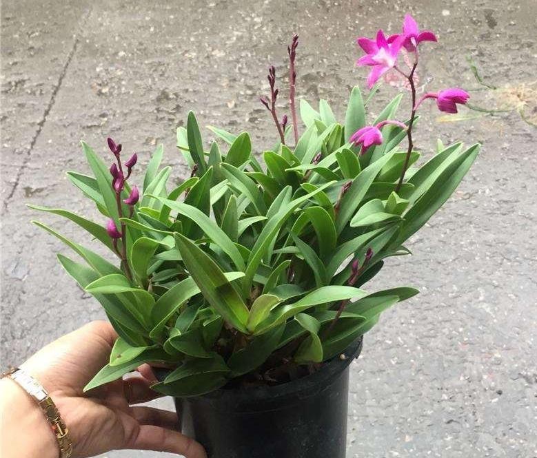 澳洲石斛的养殖方法和注意事项(澳洲香水石斛的养护技巧)