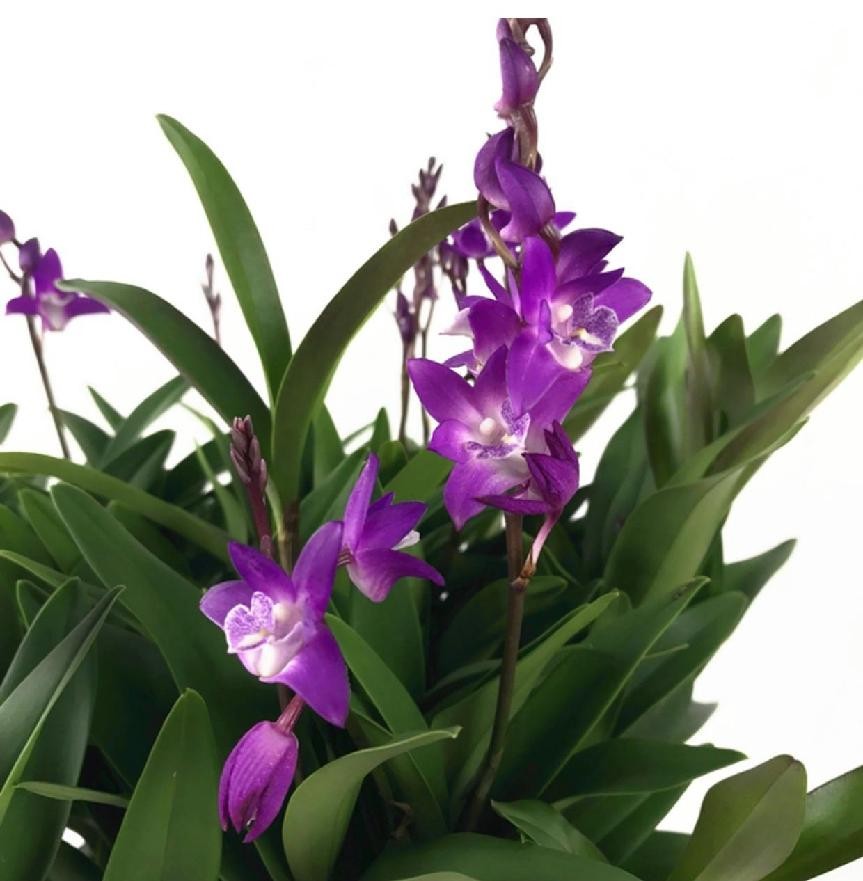 澳洲石斛的养殖方法和注意事项(澳洲香水石斛的养护技巧)