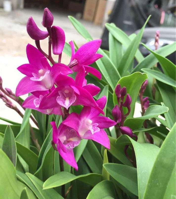 澳洲石斛的养殖方法和注意事项(澳洲香水石斛的养护技巧)