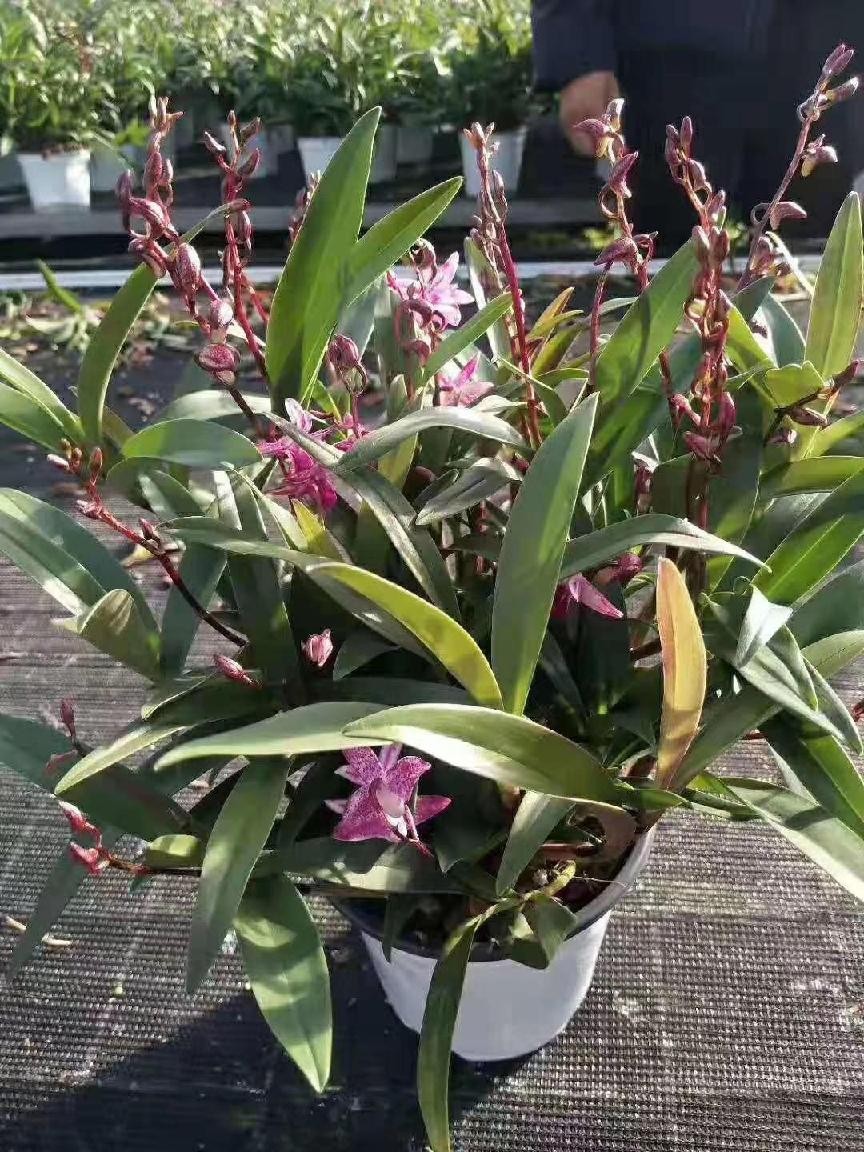 澳洲石斛的养殖方法和注意事项(澳洲香水石斛的养护技巧)