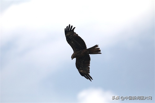 新疆精河：搏击长空的黑鸢