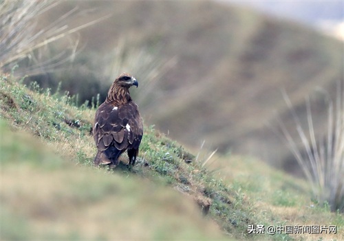 新疆精河：搏击长空的黑鸢
