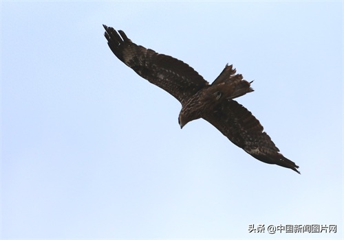 新疆精河：搏击长空的黑鸢