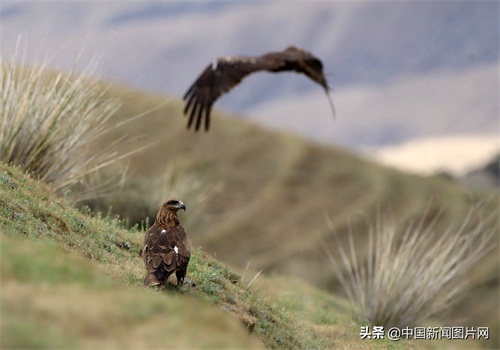 新疆精河：搏击长空的黑鸢