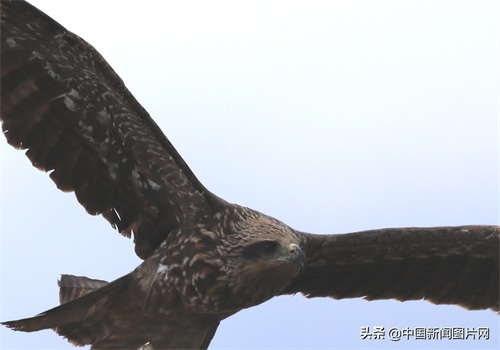 新疆精河：搏击长空的黑鸢