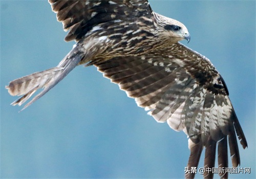 新疆精河：搏击长空的黑鸢
