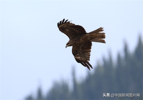 新疆精河：搏击长空的黑鸢