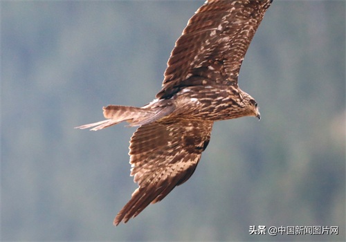 新疆精河：搏击长空的黑鸢