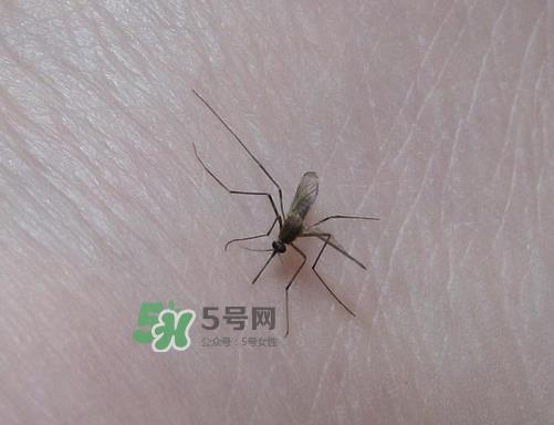 九月份还有蚊子吗？9月份还有蚊子吗？