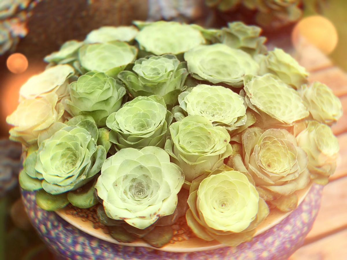 订婚用什么颜色的玫瑰花(婚礼上常用的鲜花推荐)