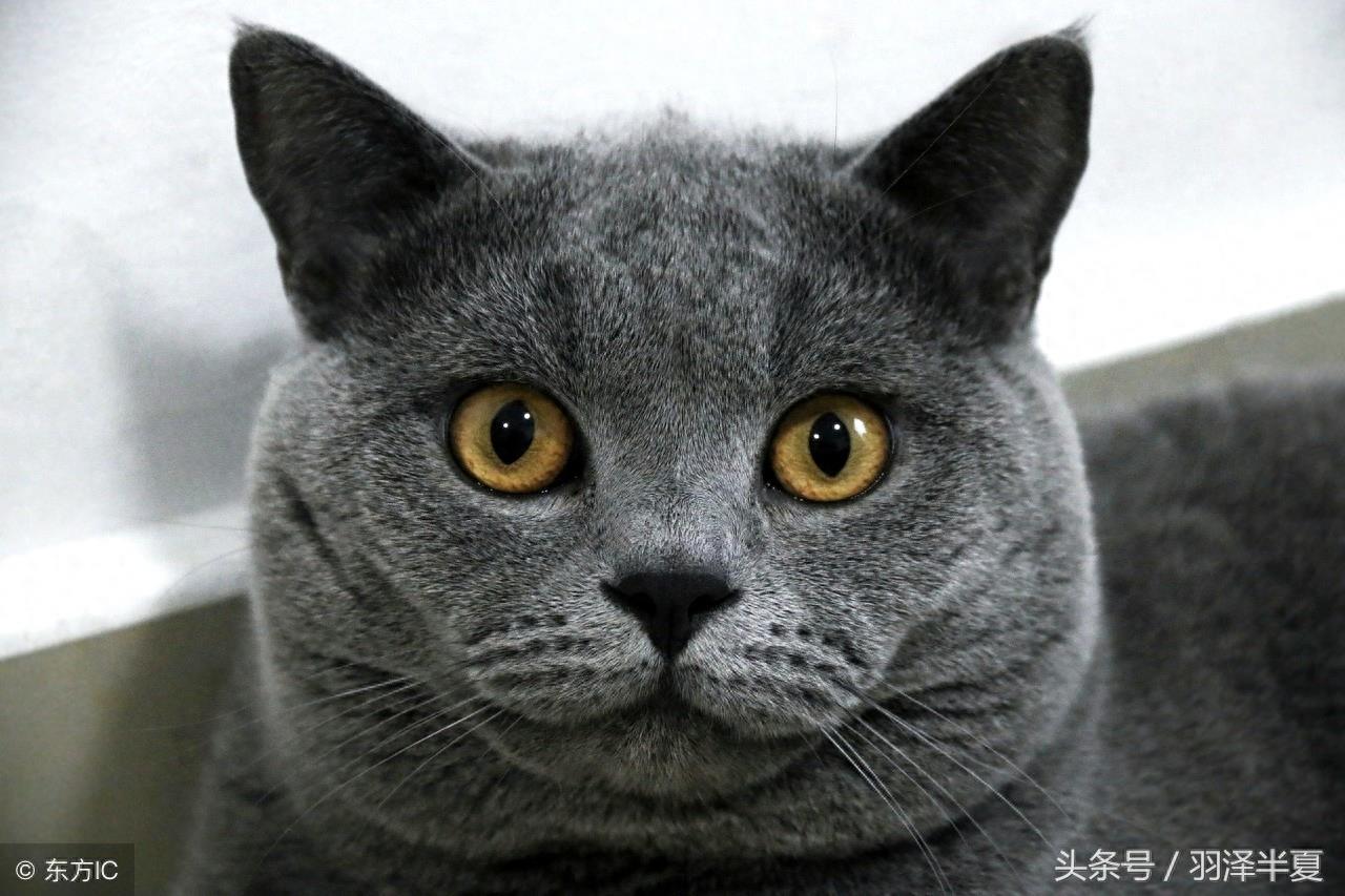 各种短短的英国蓝猫