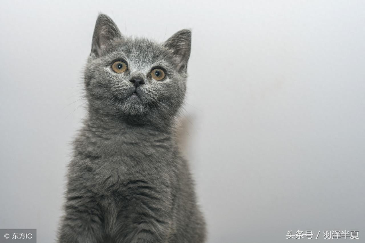 各种短短的英国蓝猫