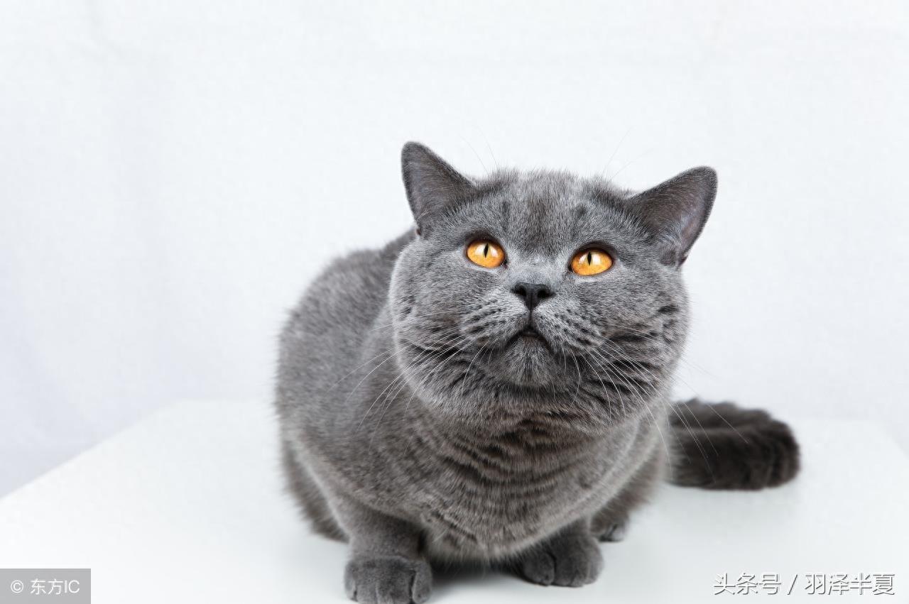 各种短短的英国蓝猫