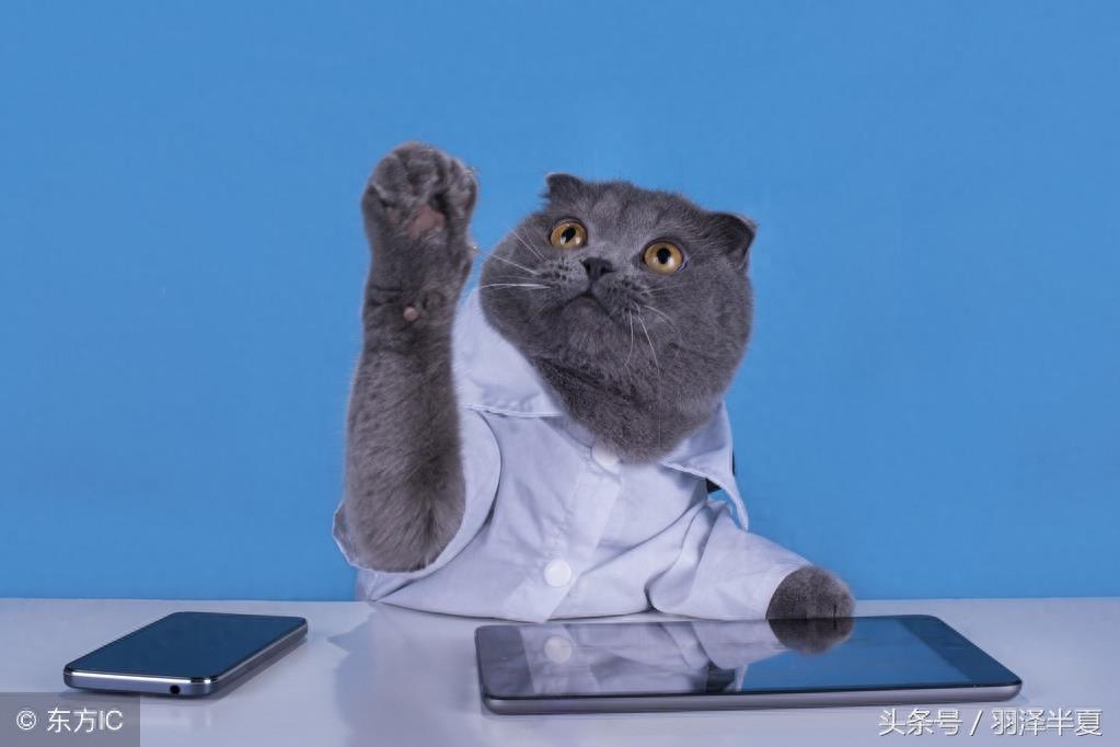 各种短短的英国蓝猫