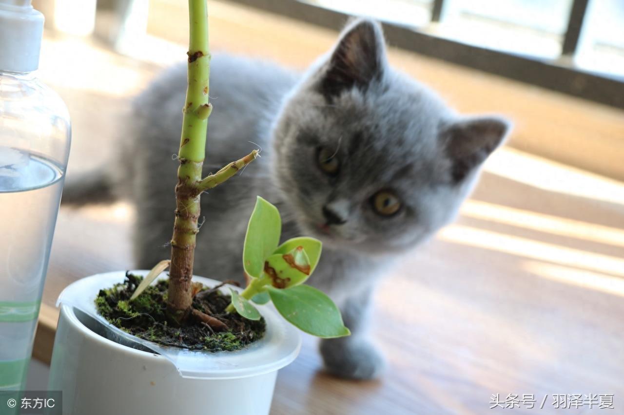 各种短短的英国蓝猫