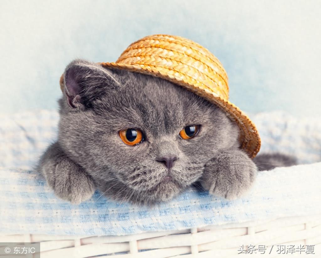 各种短短的英国蓝猫