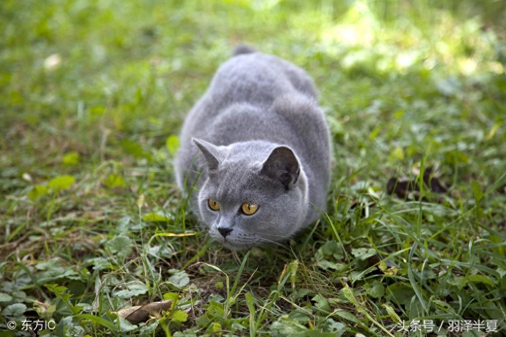 各种短短的英国蓝猫
