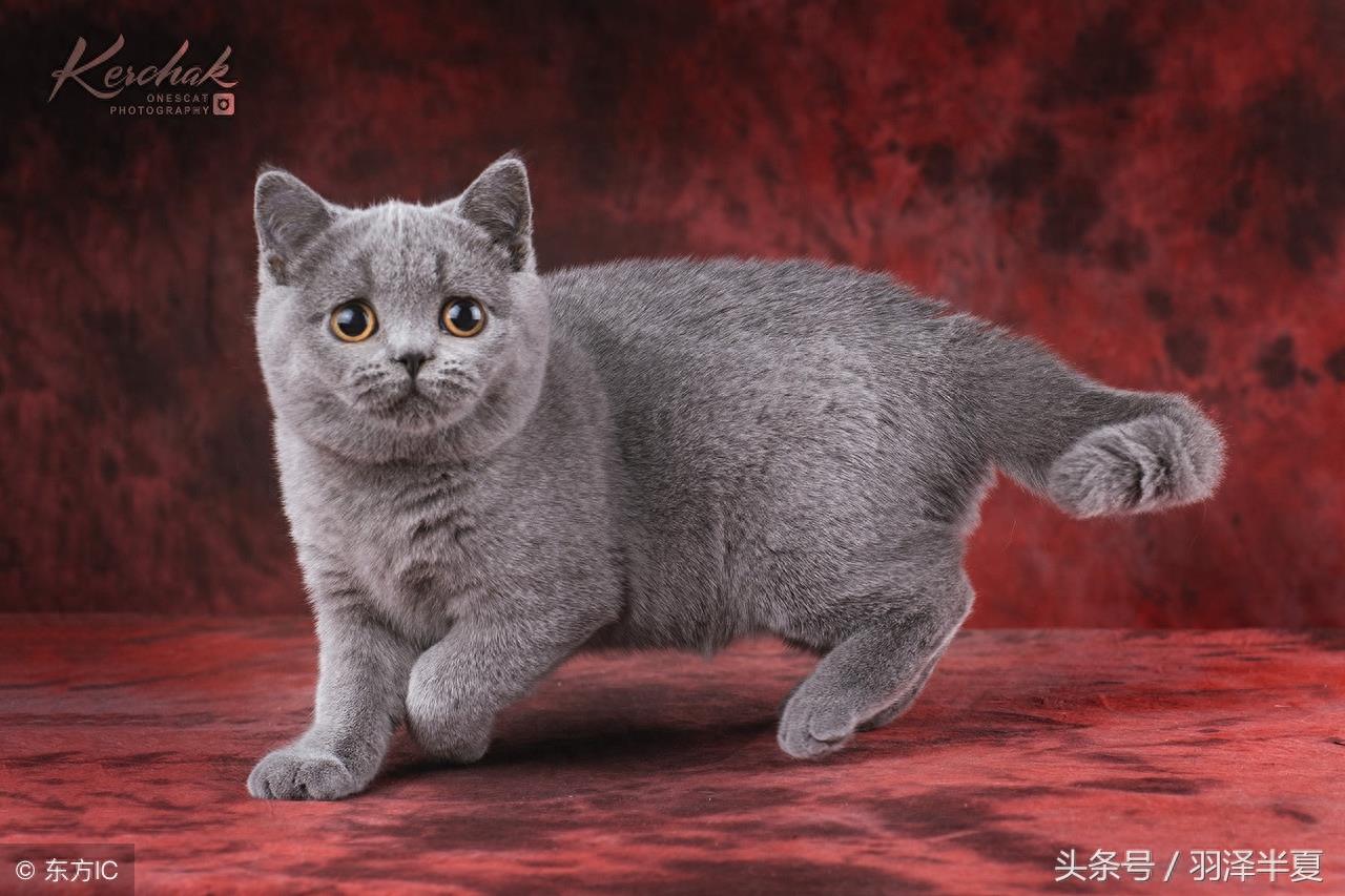 各种短短的英国蓝猫