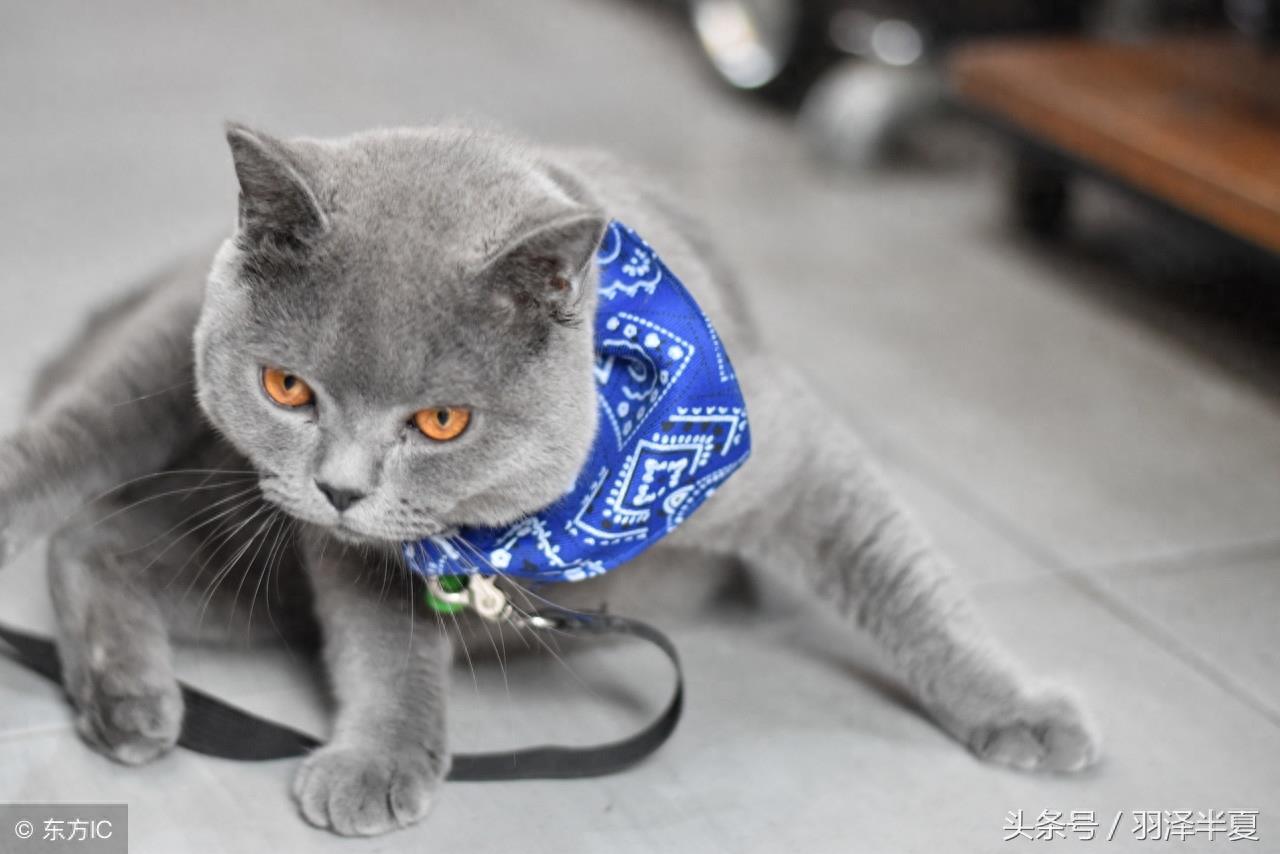 各种短短的英国蓝猫